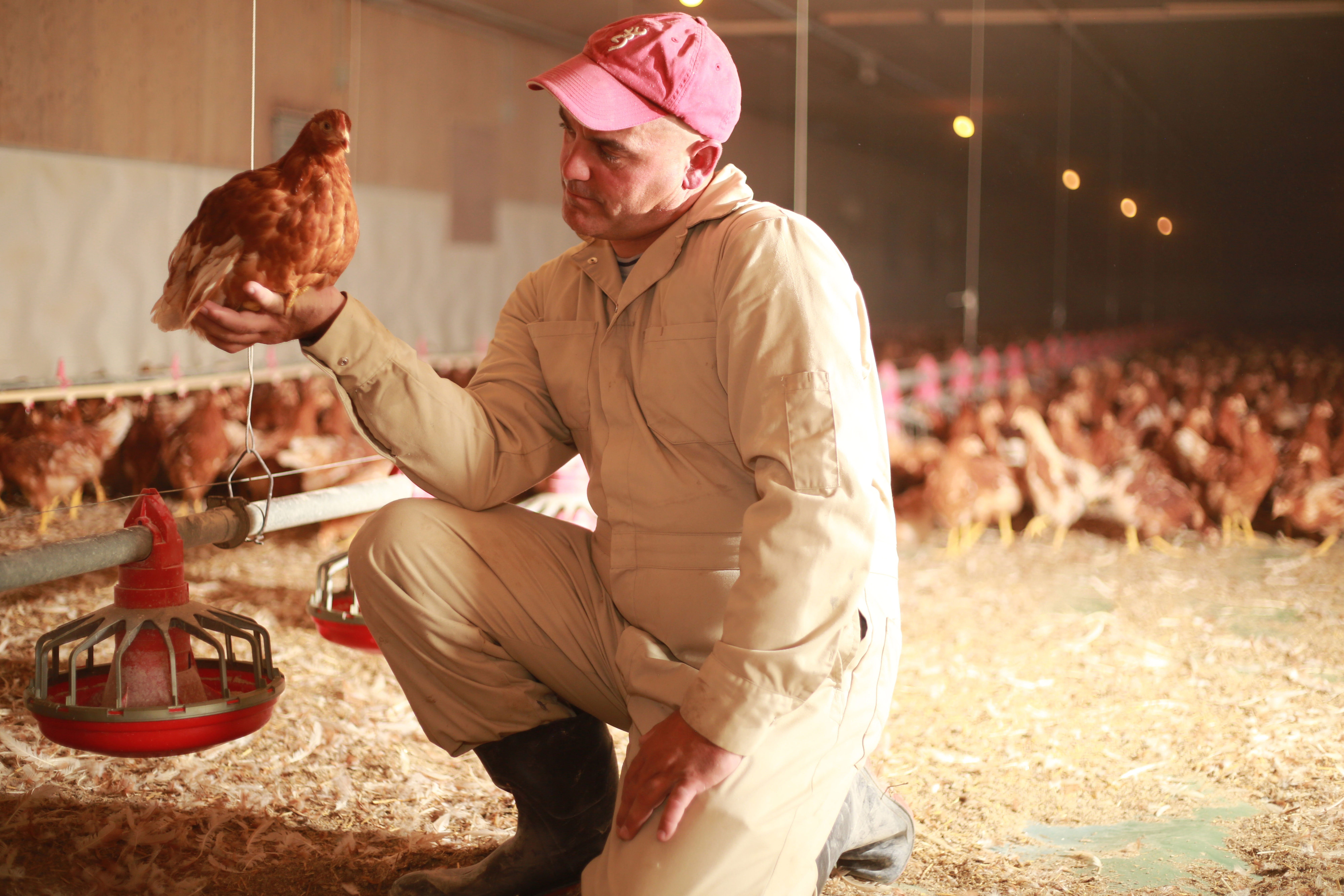 Farmer in chicken barn looking at brown hen